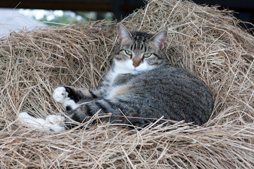 Barn Cat laying in hay
