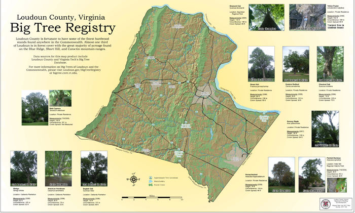 Big Tree Registry