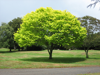 Bright Green Tree
