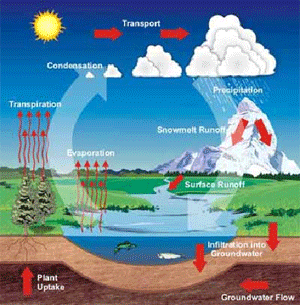 Hydrologic Cycle Illustration