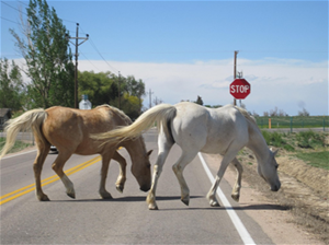 Horses Crossing Road