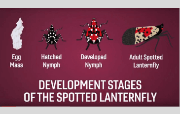 Image of Stages of Spotted Lanternfly