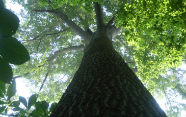 Photo of Shumard Oak Tree at Algonkian Regional Park in Loudoun County