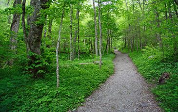 Image of wooded trail