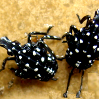 Young Nymphs