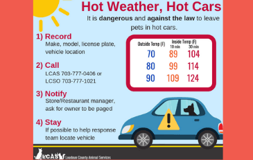 Infographic about hot weather and animals