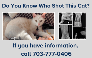 Image of Do You Know Who Shot This Cat Graphic