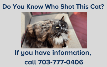 Image of cat before shooting