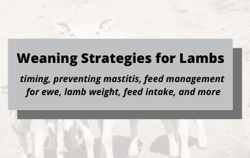 Weaning Strategies for Lambs text
