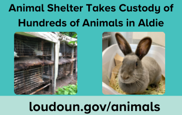 Photo of animals in squalid conditions and photo of rescued rabbit