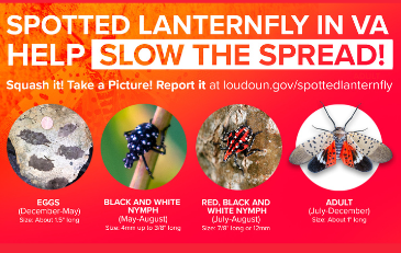 Link to comprehensive information about the spotted lanternfly