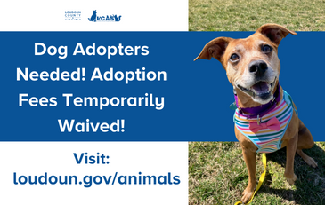Link to information about the need for dog adopters