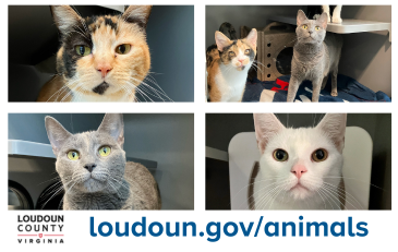 Link to information about Loudoun County Animal Services