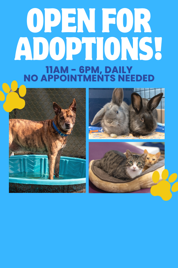adoptable animals on a blue background