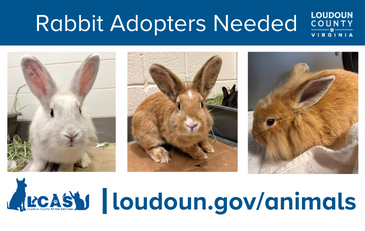 Link to information about rabbits available for adoption