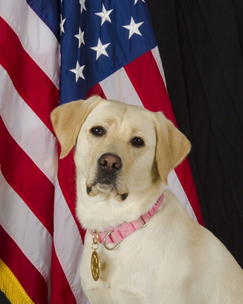 K-9 Aurora in front of an American flag