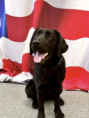 Canine Luna standing in front of an American flag